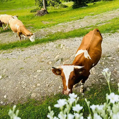 Domzalski Dom Na Veliki Planini